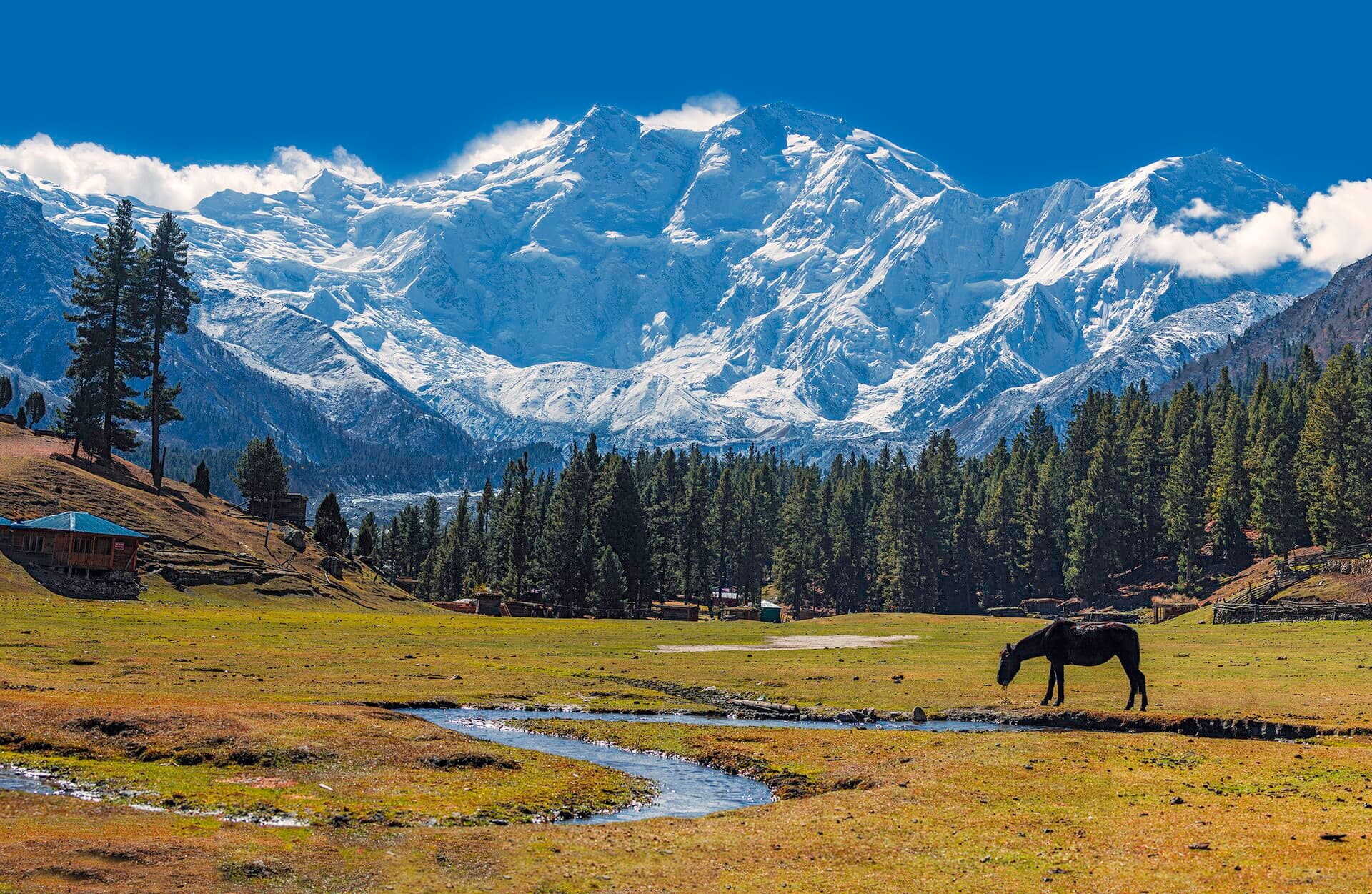 05 Days Fairy Meadows & Nanga Parbat Base Camp - photo 4